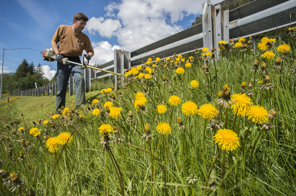 Garrett Smithberg, of the citys landscape division, cuts grass and dandelions in bloom next to Aurora Harbor on Wednesday, May 30, 2018. (Michael Penn | Juneau Empire)
