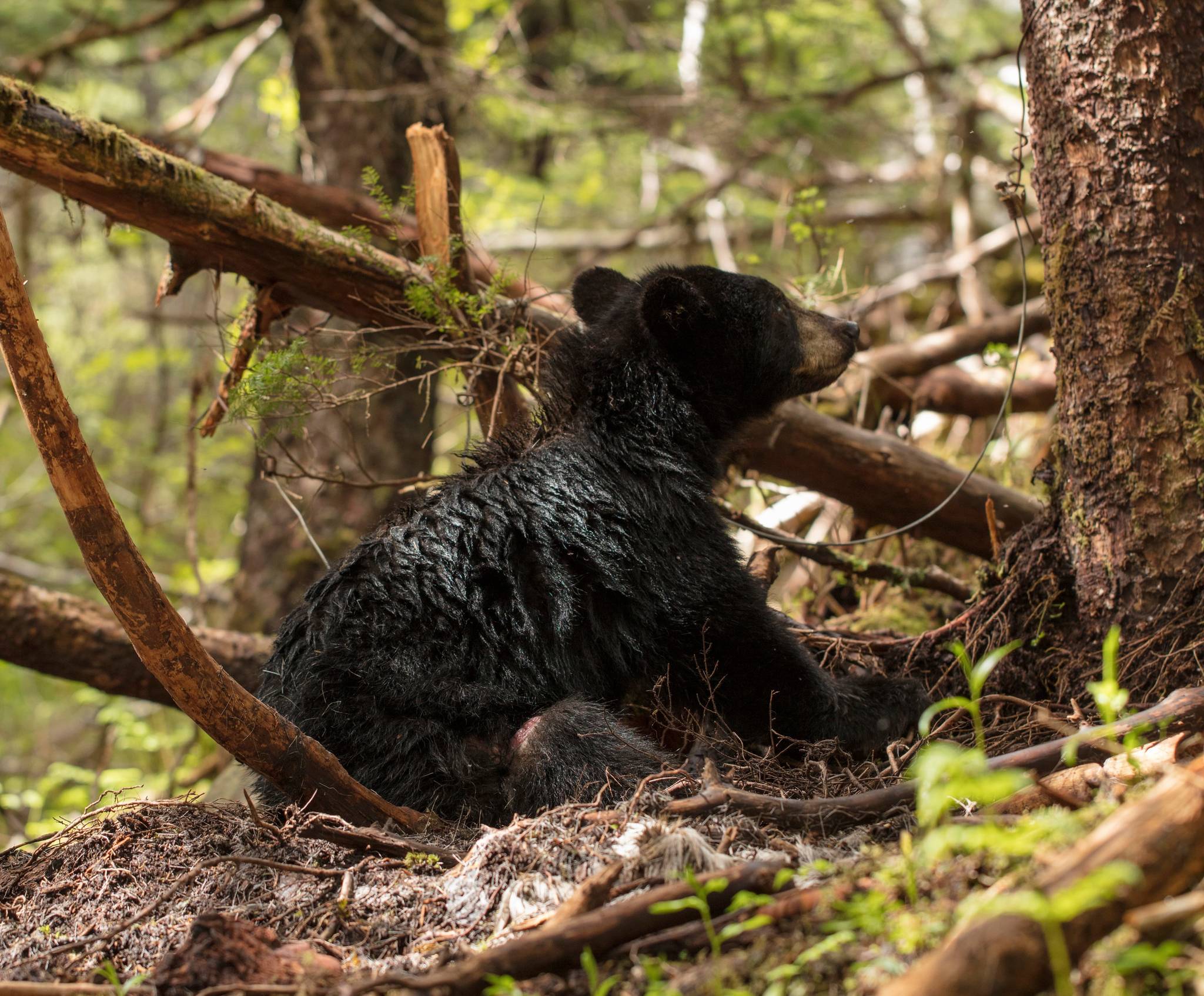 A male yearling black bear is pictured trapped in a snare on Douglas Island. The bear was euthanized because of extensive injuries due to the snare. (Alaska State Troopers | Courtesy Photo)