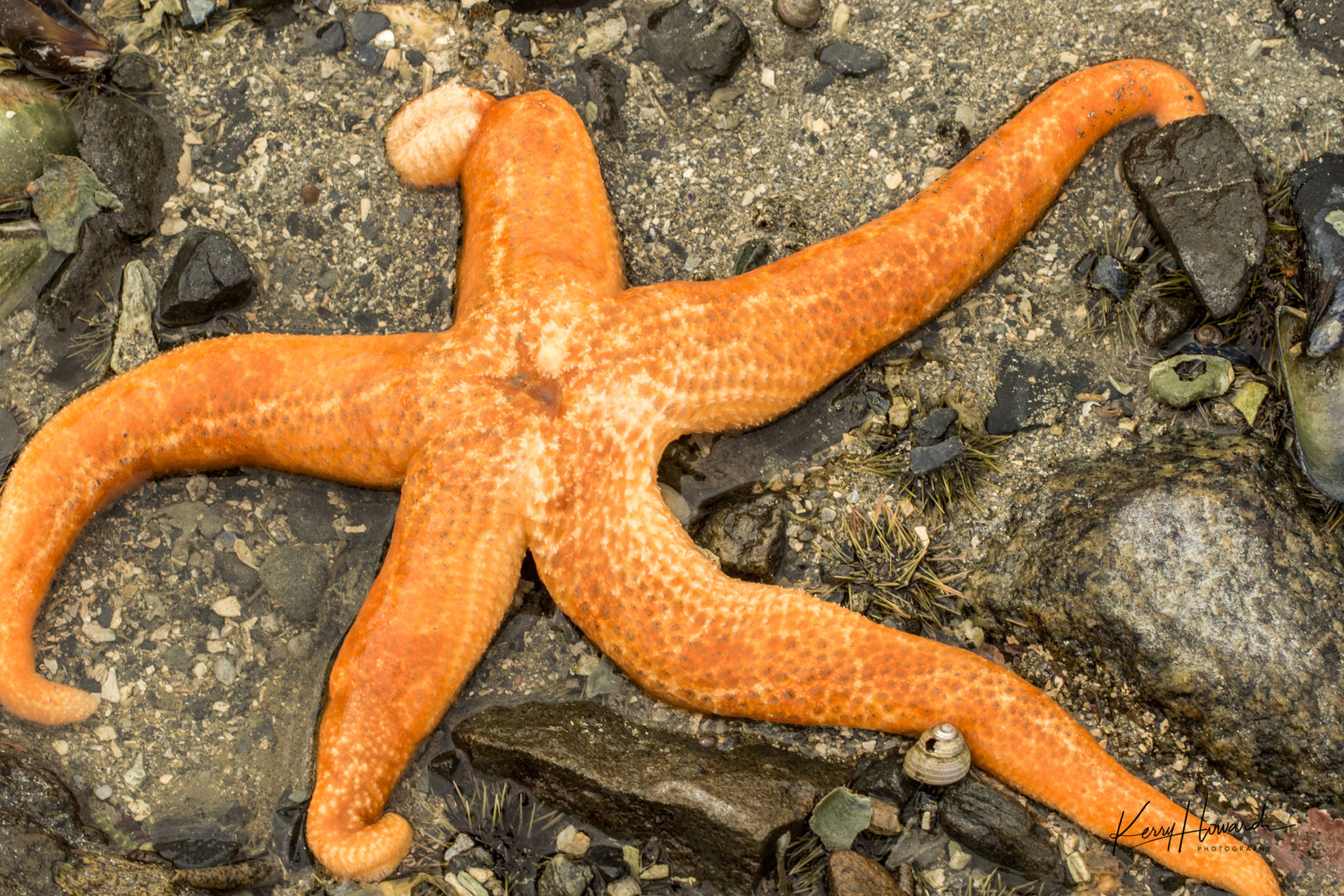 A starfish on a recent low tide. (Kerry Howard | Courtesy Photo)