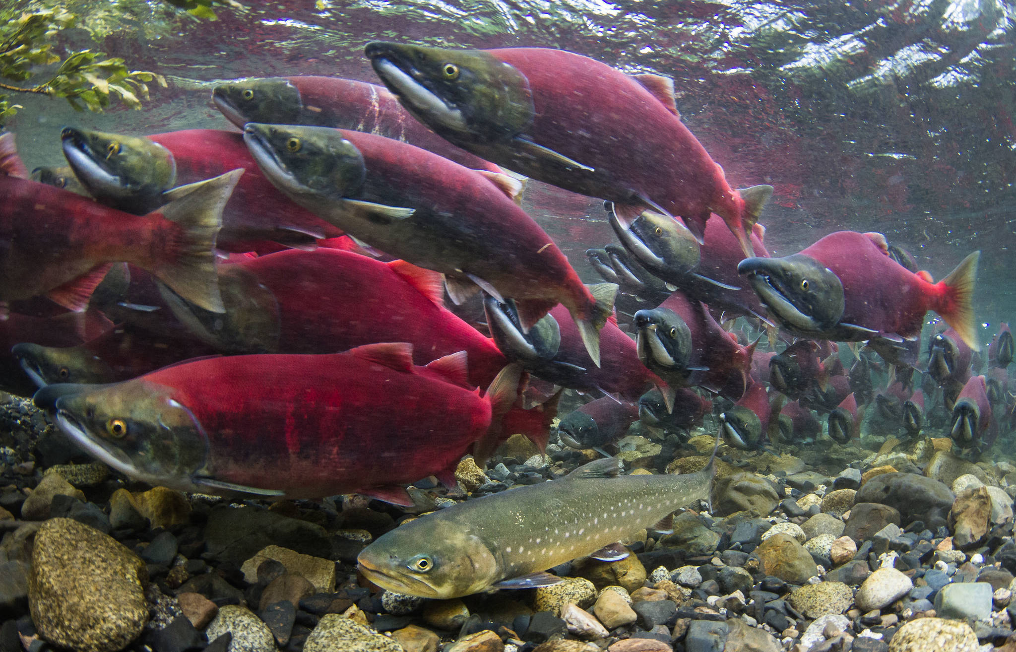 A char moves into Sam Creek along with hundreds of sockeye salmon. The char is skinny now, but will get fat gorging on salmon eggs. (Courtesy Photo | Jonny Armstrong)