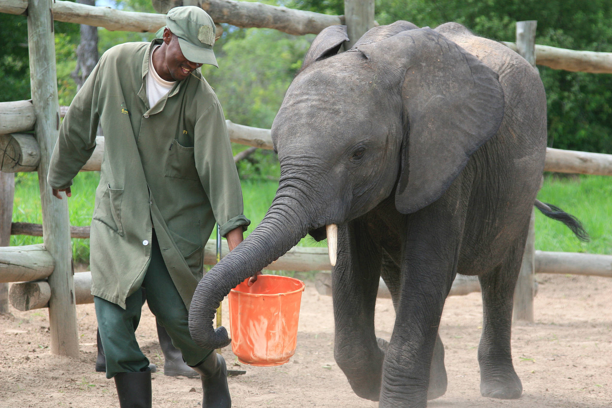 A keeper feeds the elephant Batoka. Photo courtesy of Kelly Bakos.