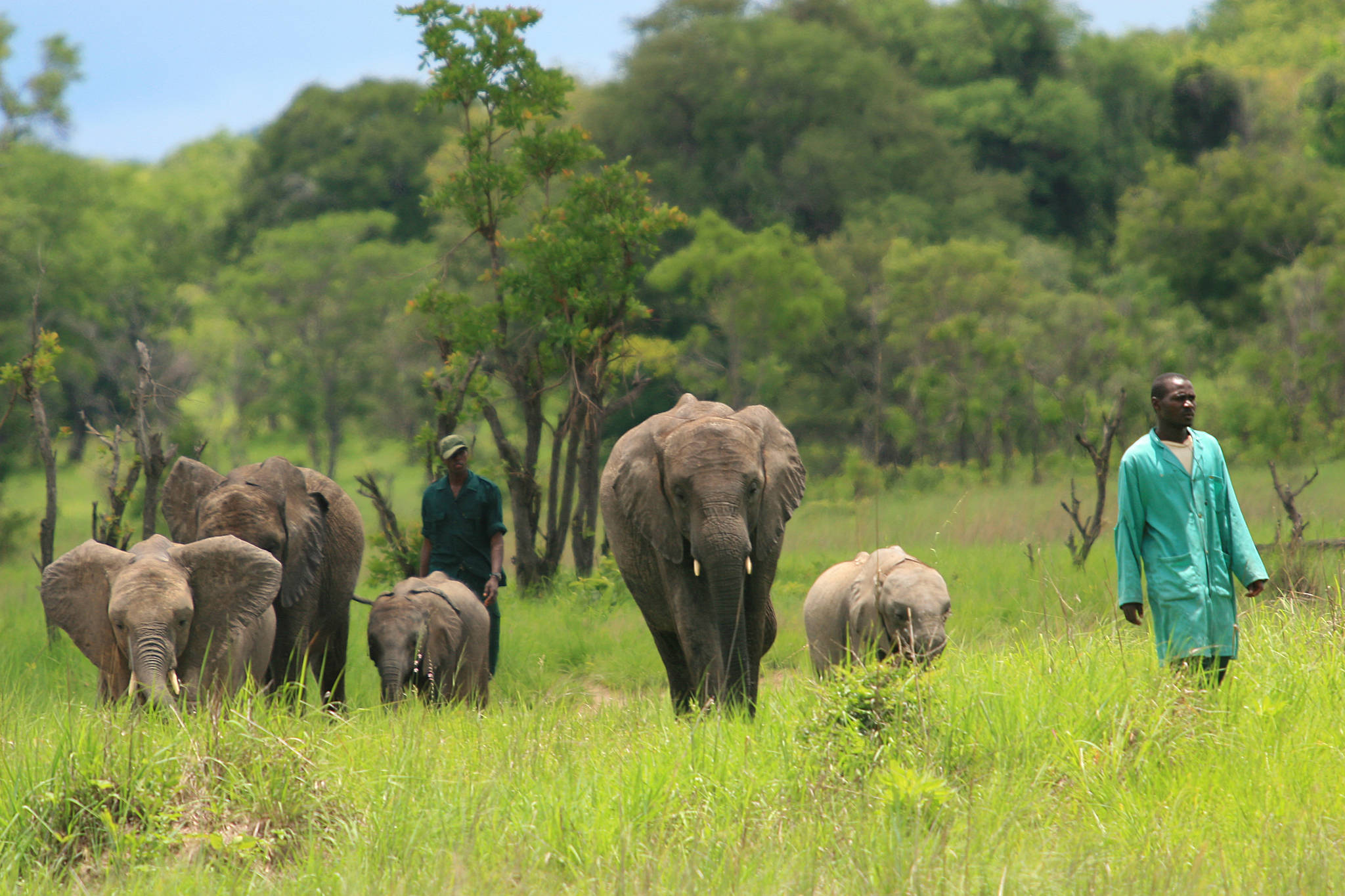 The herd of elephants walk with their keepers out in the Kafue National Park in Zambia. Photo courtesy of Kelly Bakos.