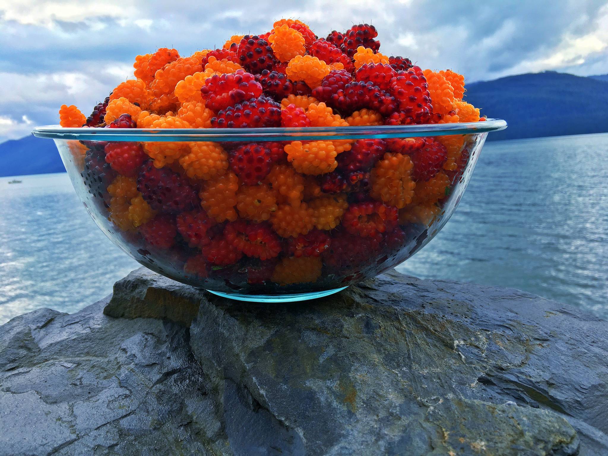 A bowl of freshly picked salmonberries. Vivian Mork Yéilk’ | For the Capital City Weekly