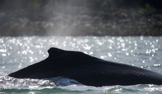 A humpback whale, not the one that is entangled. (Juneau Empire File)