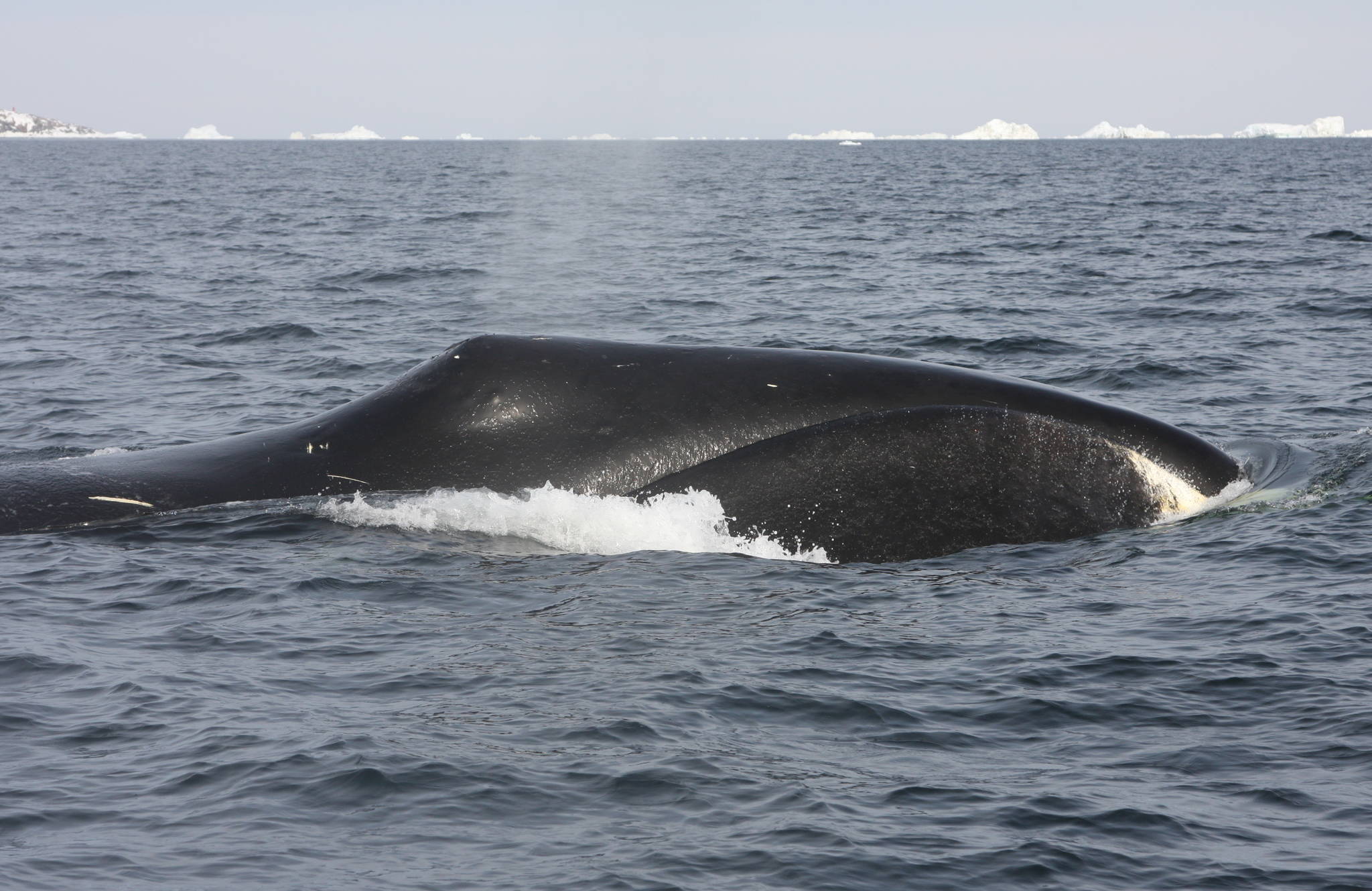 A bowhead whale in Disko Bay, West Greenland. (Courtesy Photo | The Proceedings of the National Academy of Sciences)