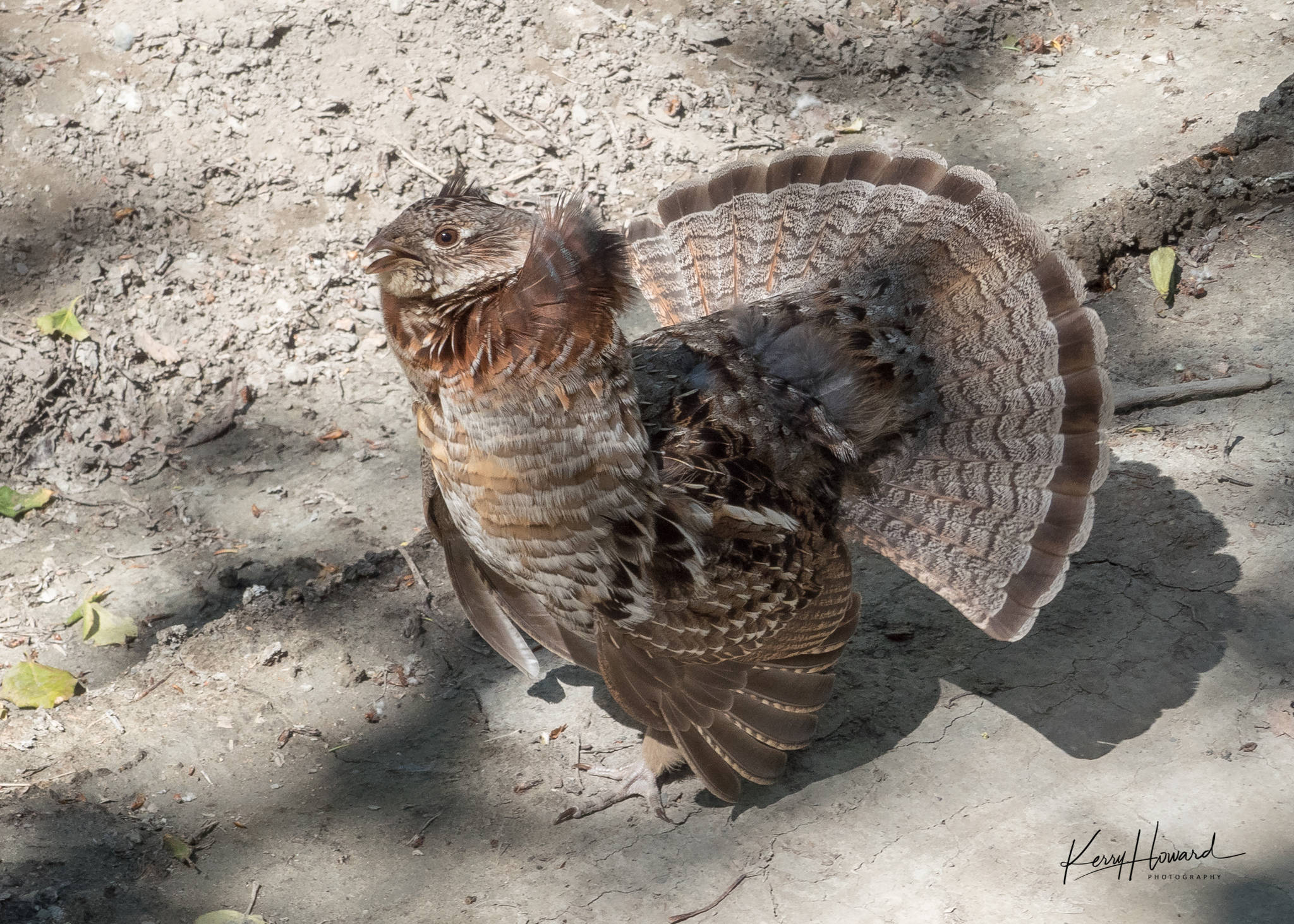 A female ruffed grouse defends her chicks with a vigorous display. (Photo by Kerry Howard)