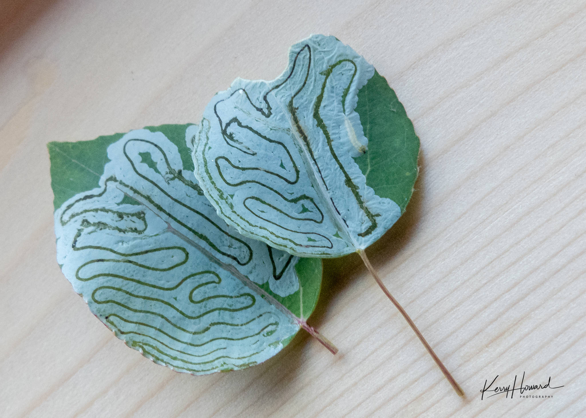 Larvae of the aspen leaf miner eat the leaf surface, leaving conspicuous trails. One larva is visible at the end of its trail on the leaf on the right. (Photo by Kerry Howard)