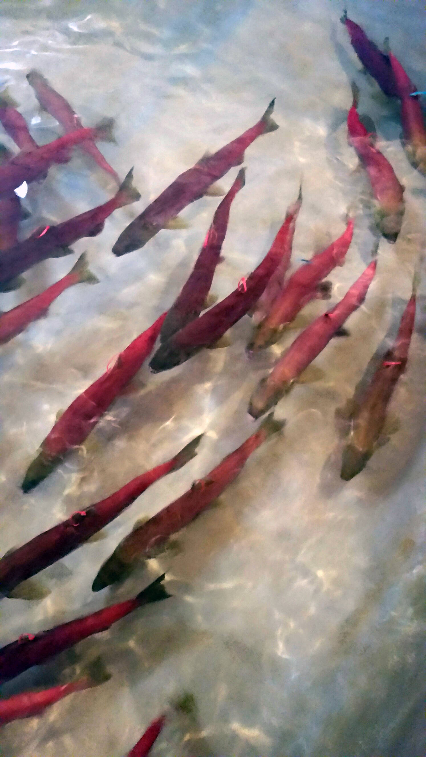 This photo provided by Idaho Fish and Game shows Snake River sockeye salmon that returned from the Pacific Ocean to Idaho over the summer swim in a holding tank on Tuesday, Sept. 26, 2017, at the Eagle Fish Hatchery in southwestern Idaho. The number of the endangered fish that made it back this year is the second worst in the last decade but there are enough hatchery-raised fish to make up for the bad return. (Dan Baker/ Idaho Fish and Game via AP)