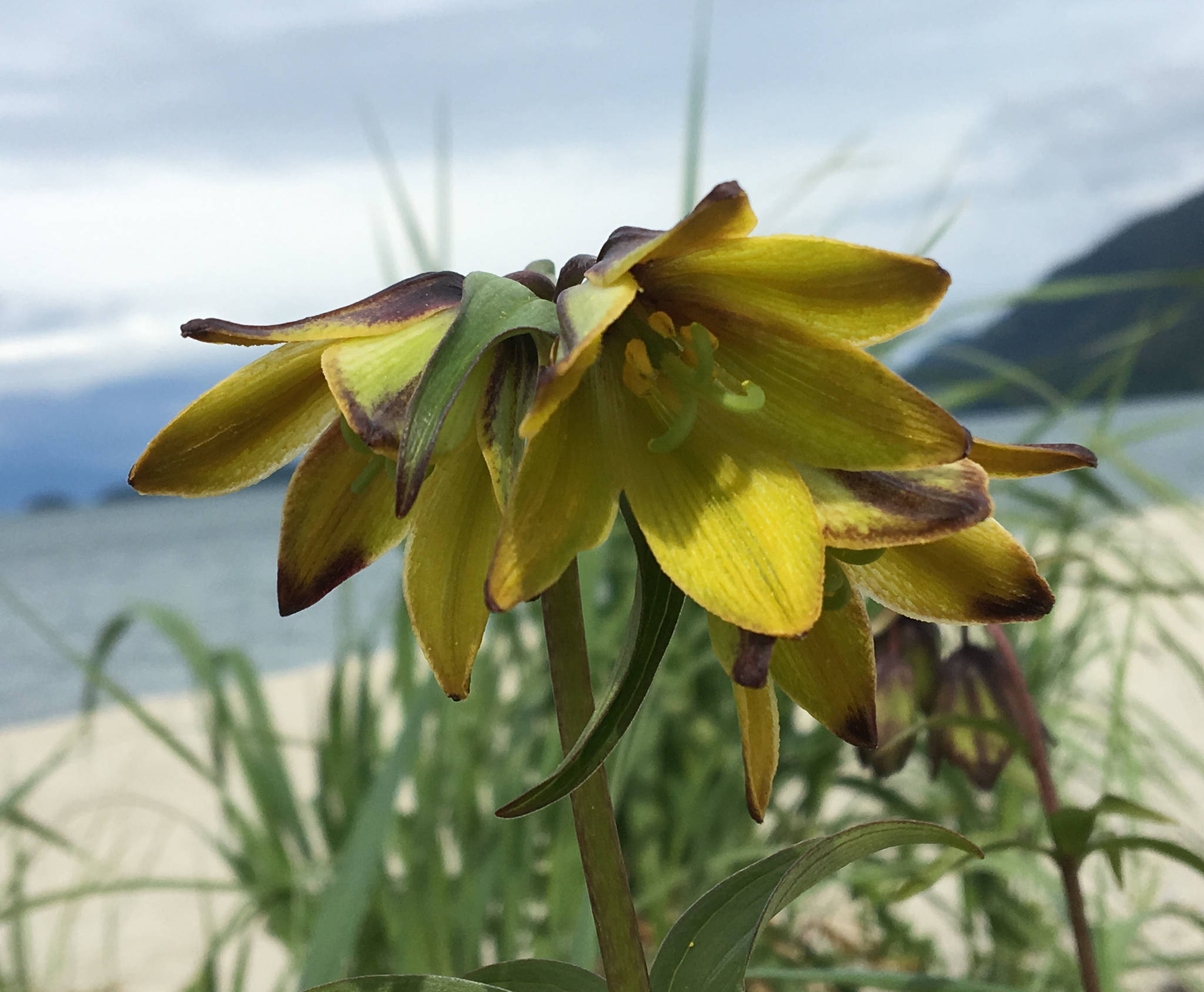 Almost all chocolate lily flowers are brown, but sometimes we find a rare yellow-flowered individual. (Denise Carroll | Courtesy Photo)