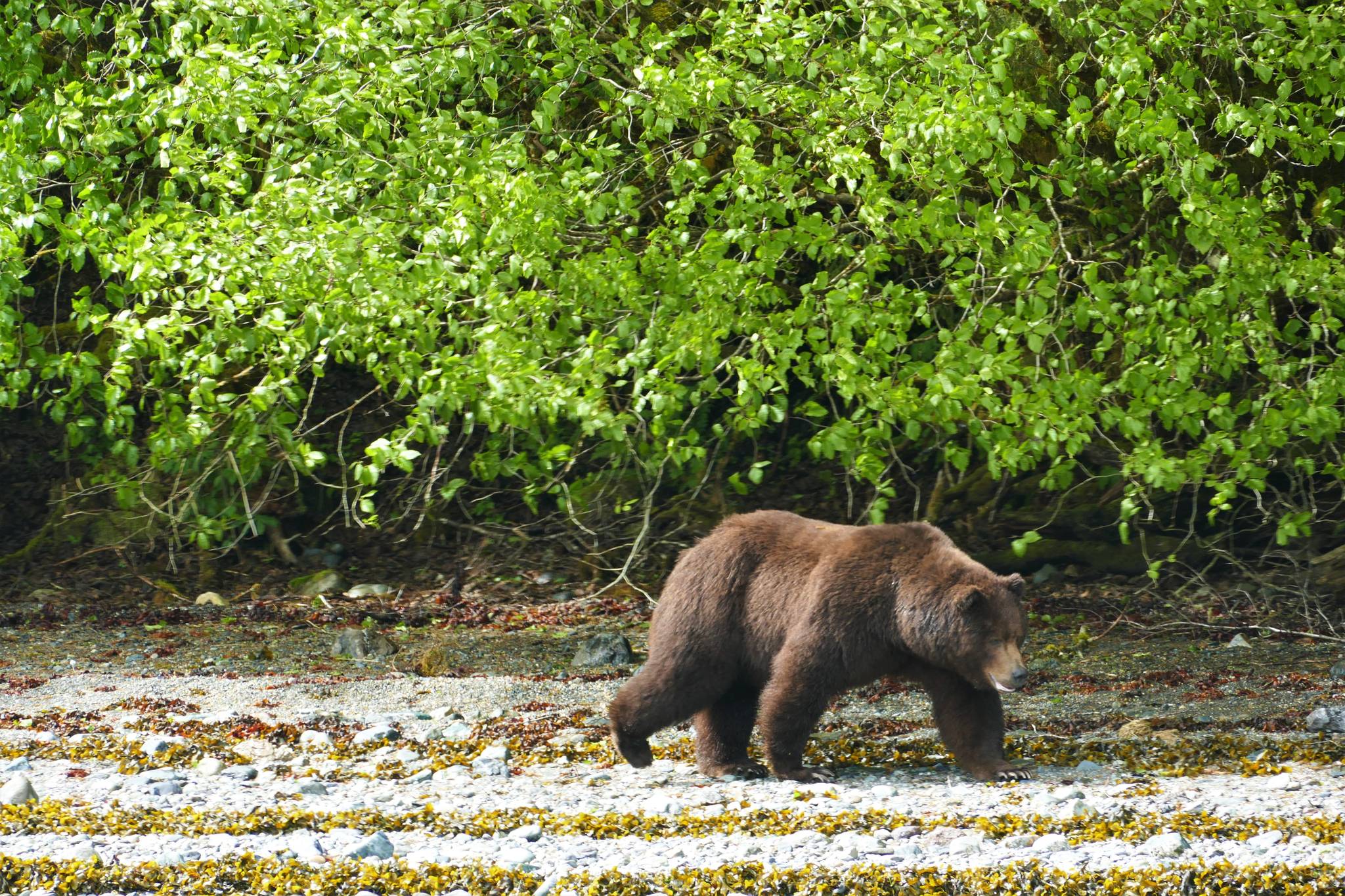 An adult male brown bear nicknamed Smiley at Pack Creek walks by Mike Janes and the author. (Photo by Bjorn Dihle)