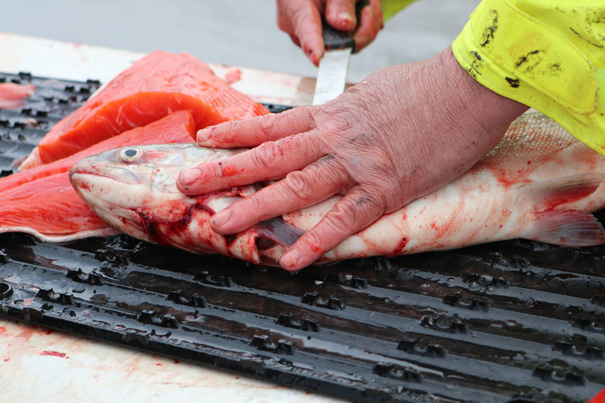 Dave Osantowski fillets the only sockeye salmon a group of four charter boat Copper River dipnetters caught on July 9, 2018. (Mary Catharine Martin | SalmonState)