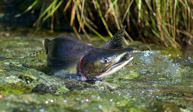 In this August 2010 photo, a male pink salmon fights its way upstream to spawn in a Southeast Alaska stream. (Michael Penn | Juneau Empire File)