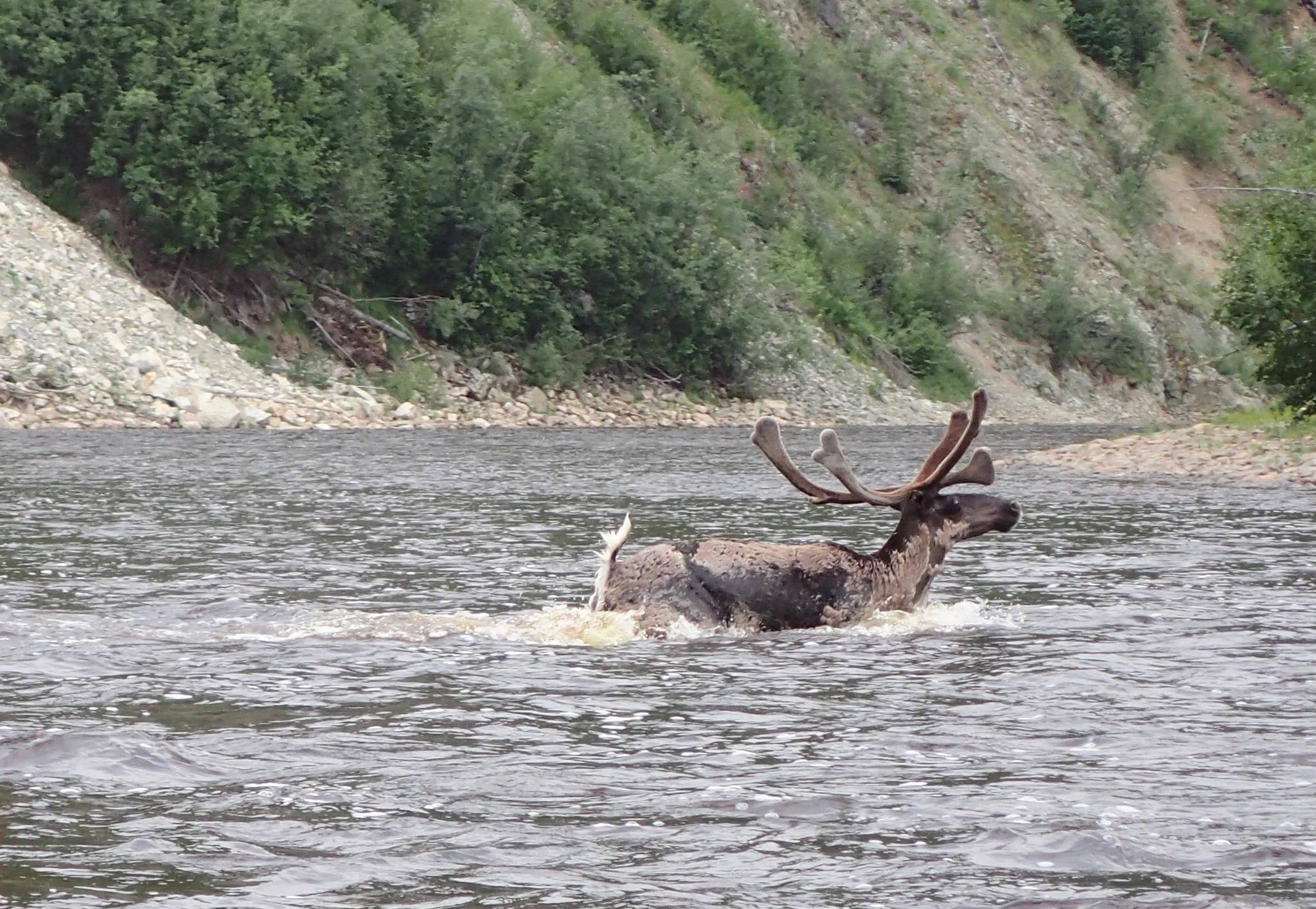 A caribou swims across the Fortymile River. (Courtesy Photo | Ned Rozell)