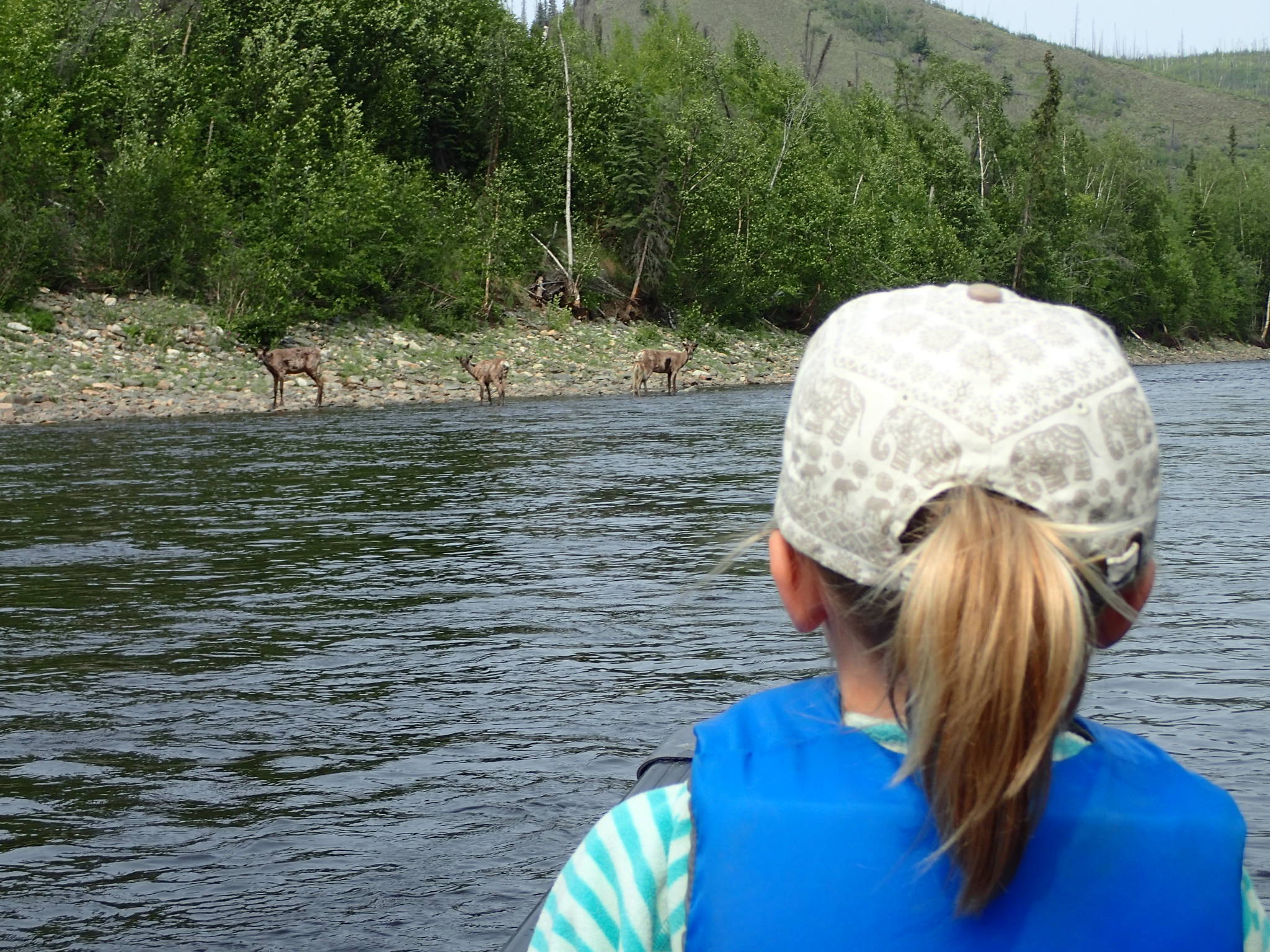 Nora Carlson, 8, watches caribou from the Fortymile Herd from the bow of a canoe. (Courtesy Photo | Ned Rozell)