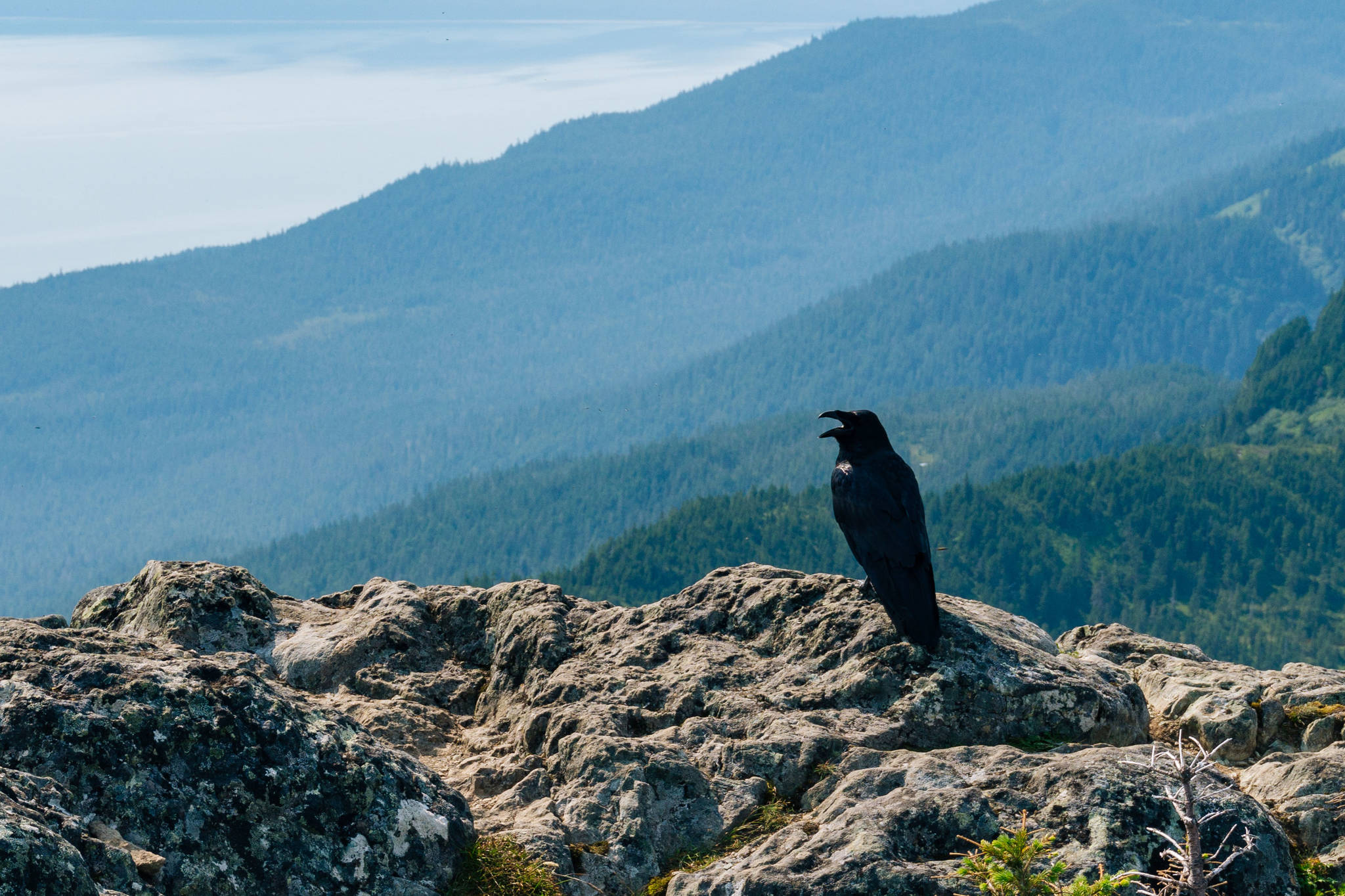 Raven sits with mouth open on at Mt. Jumbo summit. (Photo by Gabriel Donohoe)