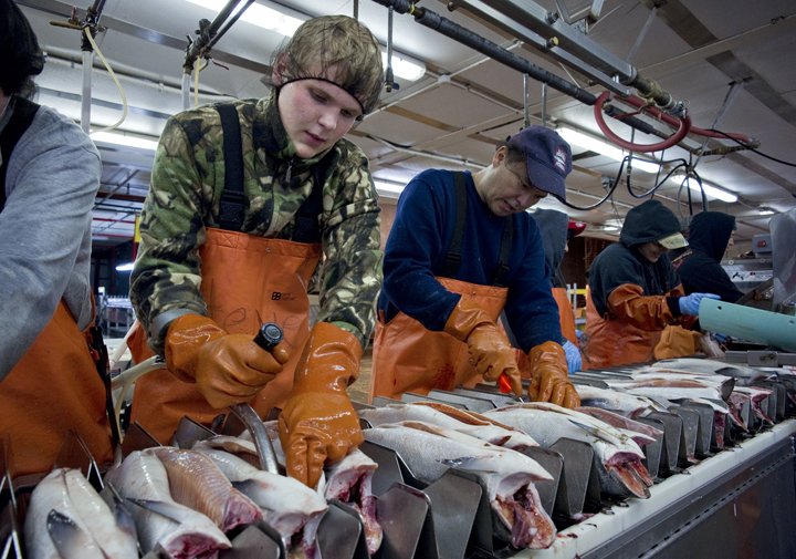 Chum salmon are processed at Taku Smokeries in June 2011.