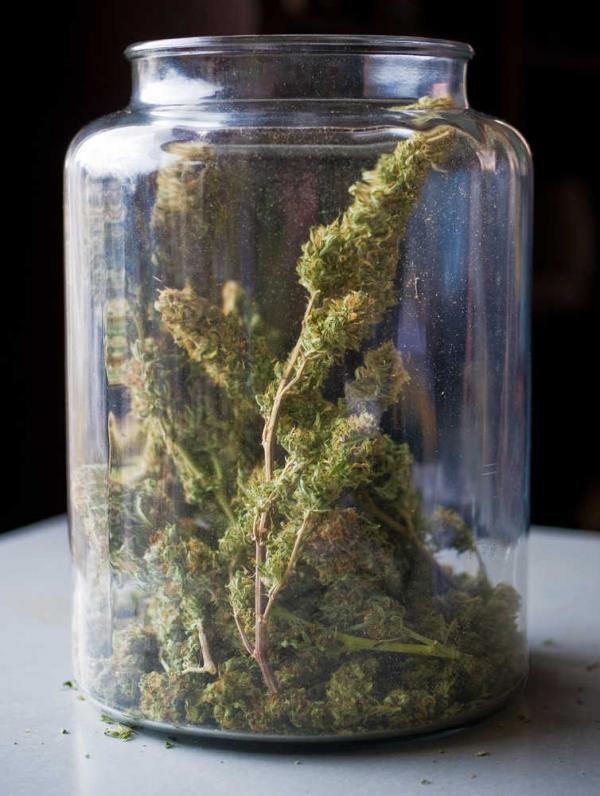 About 4 oz. of dried marijuana stored in a large glass container.