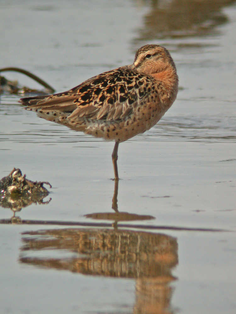 A dowitcher rests at the edge of the tide, not sleeping but watchful.