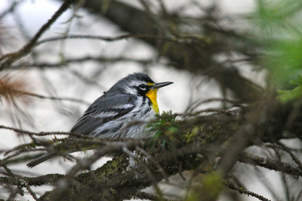 This yellow-throated warbler showed up in Glacier Bay National Park where Steve Schaller and Emma Johnson spotted the bird on Sept. 22.