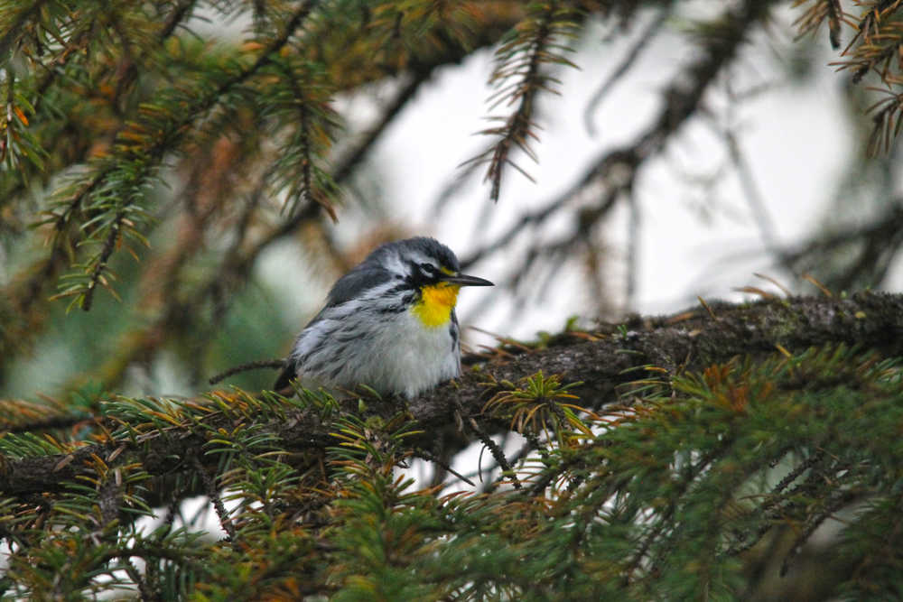 This yellow-throated warbler showed up in Glacier Bay National Park where Steve Schaller and Emma Johnson spotted the bird on Sept. 22.