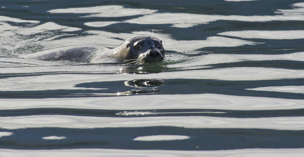 A seal trolls the water in front of the Macaulay Salmon Hatchery as silver salmon return on Wednesday.