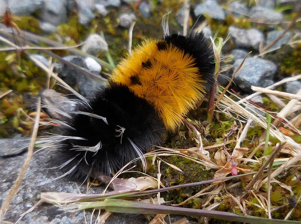 A banded woolybear caterpillar on Admiralty Island. The caterpillars turn into Isabella tiger moths.