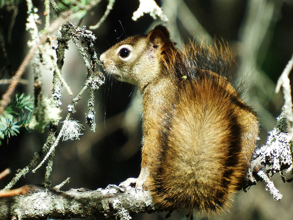 A squirrel rests on a lichen-covered branch in Anchorage this August.
