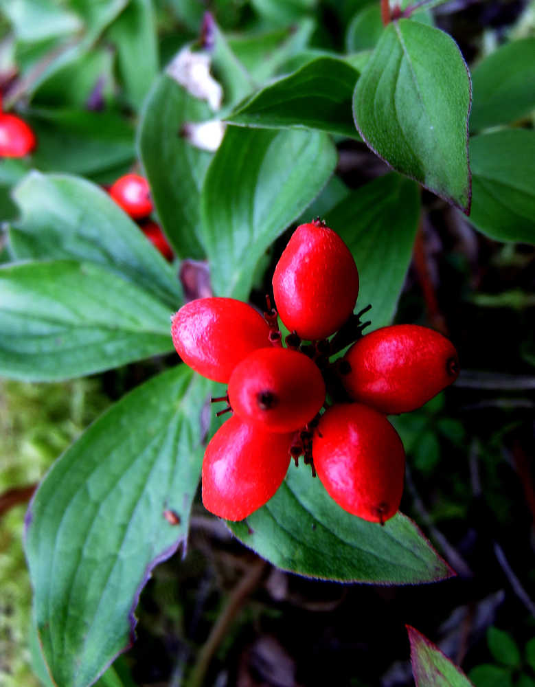 Red berries form the shape of a star this August in Anchorage.