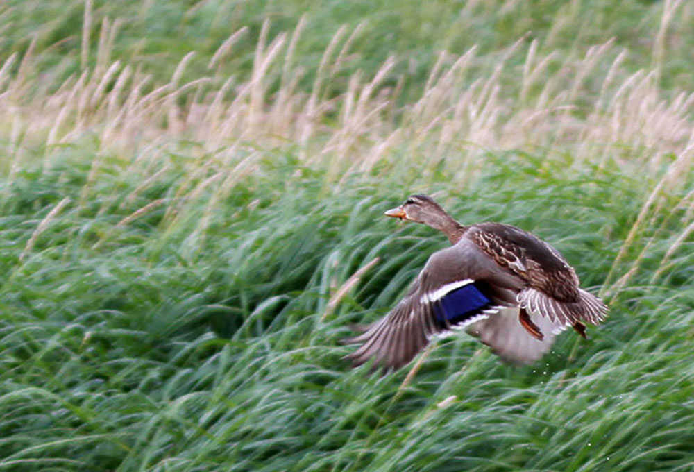 A mallard takes flight in the Mendenhall Wetlands State Game Refuge.