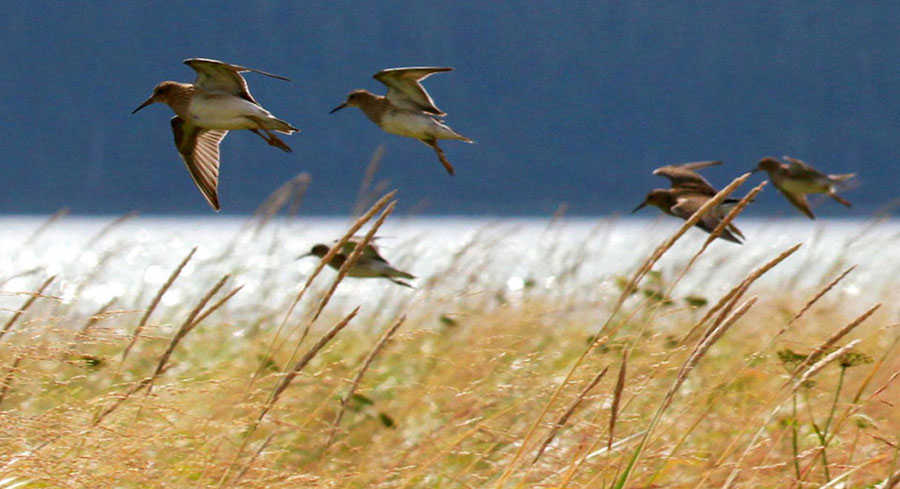 A flock of pectoral sandpipers take flight in the Mendenhall Wetlands State Game Refuge.