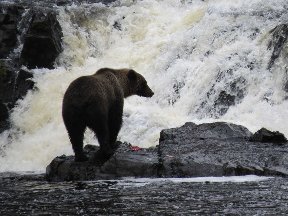 A brown bear fishes for salmon on Chichagof Island.