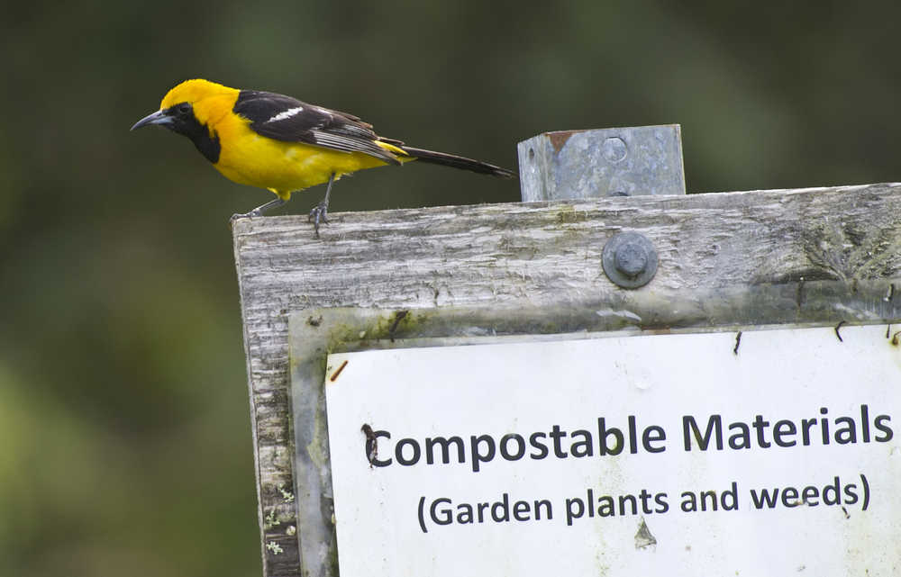 A male hooded oriole perches on sign at the Juneau Community Garden on Tuesday. Birders from around Alaska are flocking to Community Gardens for an extremely unusual sight: a hooded oriole, a black and yellow or orange bird never before seen in the state. The bird's winter range is typically in Mexico and California; it's frequently seen around palm trees.Fourteen-year-old birder Owen Squires on Sept. 19 was the first to identify the bird. His mother, Marsha Squires, was the first to sight it. For the full story on the exciting find, video, and theories as to why the bird might be in Alaska, check out Friday‚s Juneau Empire outdoors section.