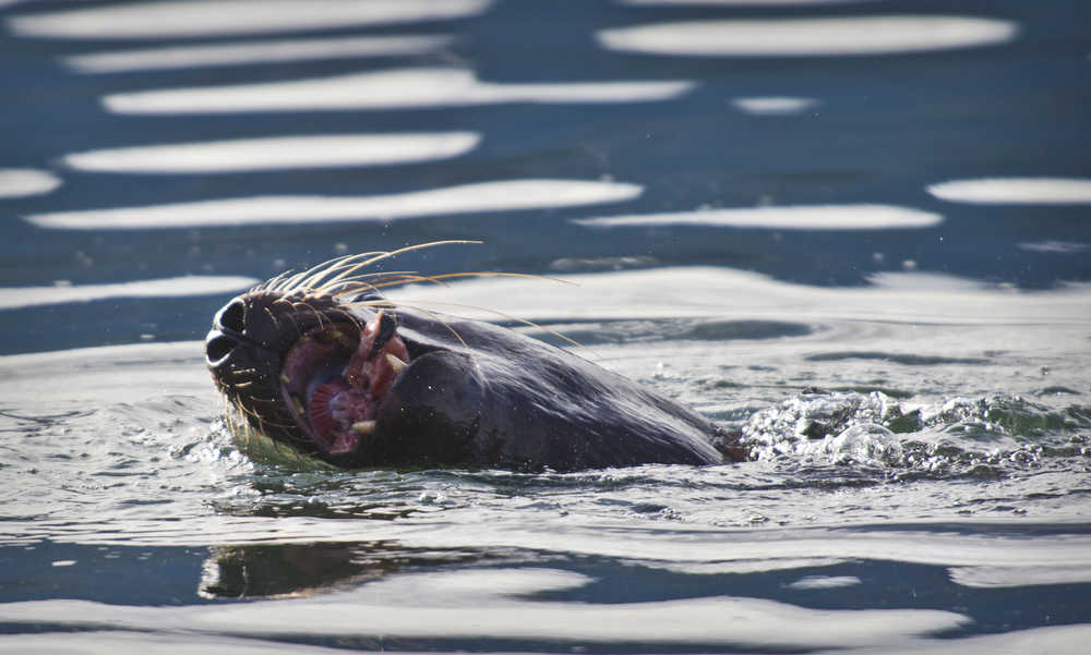 A Steller sea lion munches on a silver salmon in front of the Macaulay Salmon Hatchery on Wednesday.