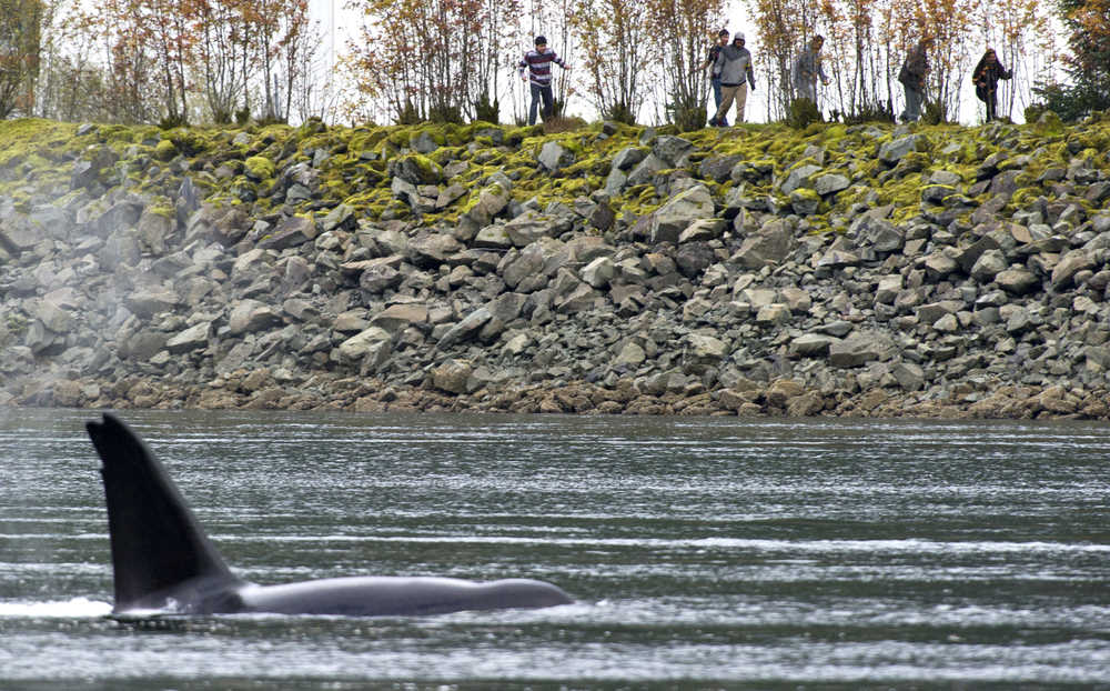 Students race to watch a pod of about five orcas pass Harris Harbor as the whales made a tour of Gastineau Channel on Friday morning.