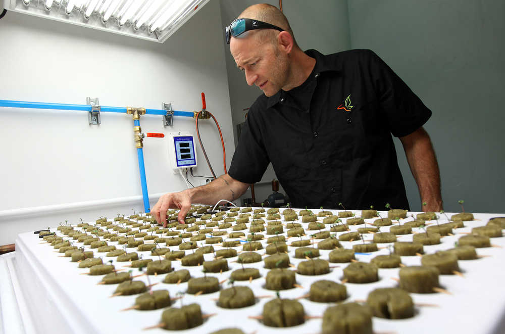 In this Sept. 24, 2015 photo, consultant Jonathan Hunt checks seedlings growing in the new marijuana growing facility on the Flandreau Santee Sioux Reservation in Flandreau, S.D. The project, according to the tribe, could generate up to $2 million a month in profit. The first joints are expected to go on sale Dec. 31 at a New Year's Eve party. (AP Photo/Jay Pickthorn)