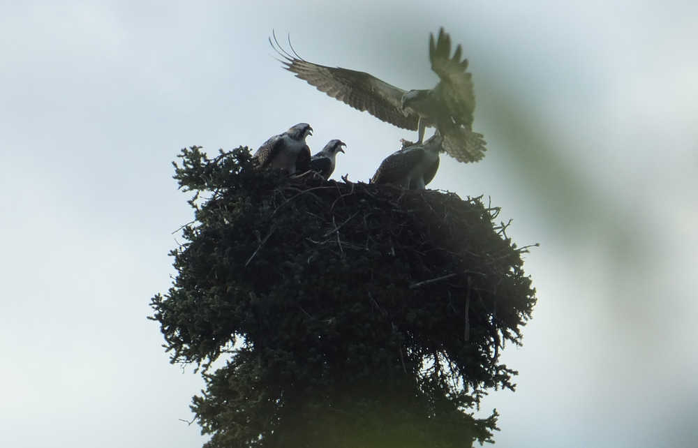 An osprey arrives at its nest with a fish for its chicks. This was a surprise and a blade of grass decided to photobomb the image.