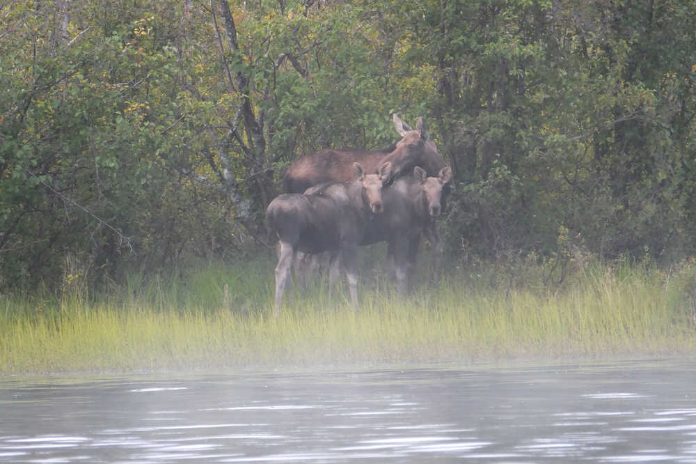 A cow moose and her two calves pause on the banks of Quiet Lake.
