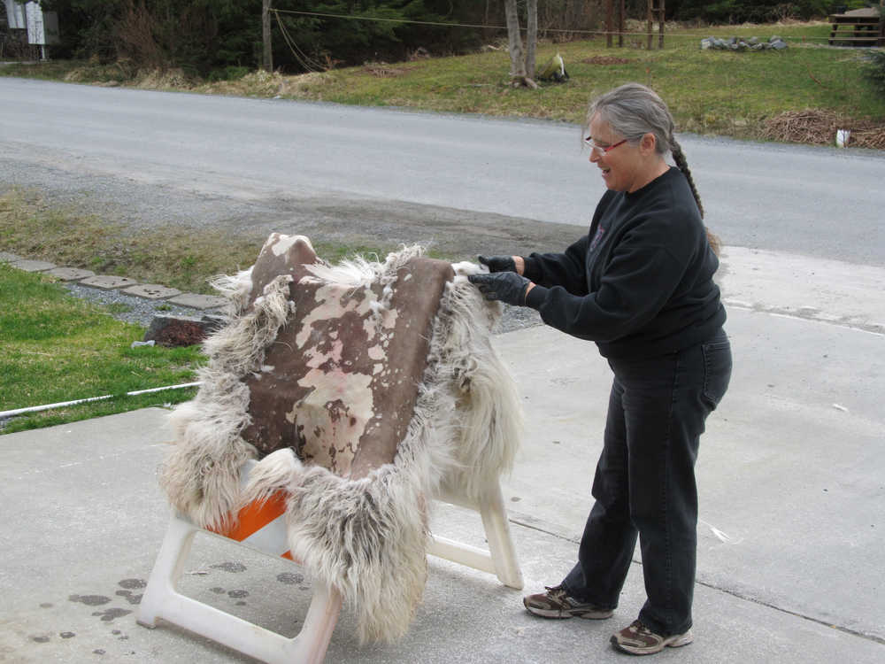 Ravenstail weaver Teri Rofkar pulls wool and hair off a late-season hide.