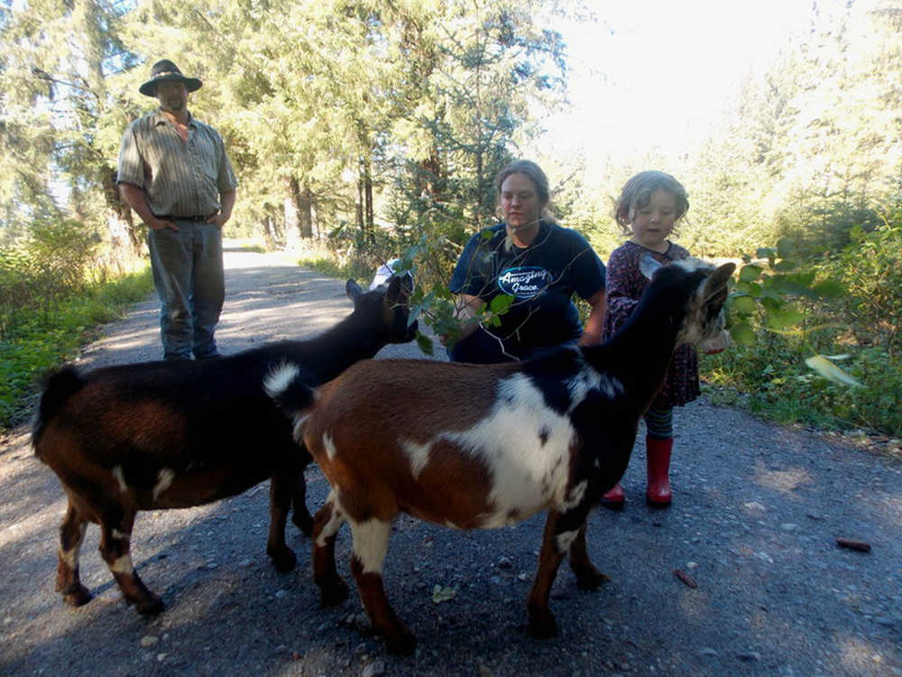 Victor and Tabitha Nelson and their daughter tend to some of their goats on their farm at Point Agassiz on the mainland north of Petersburg.