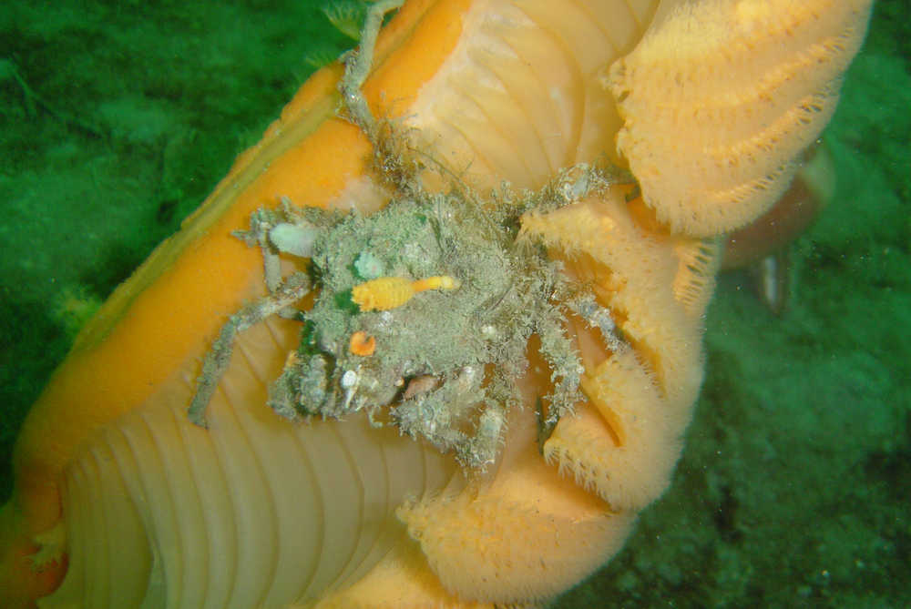 A decorator crab rests on a large sea pen. This crab has included a tiny sea pen in its decorations.