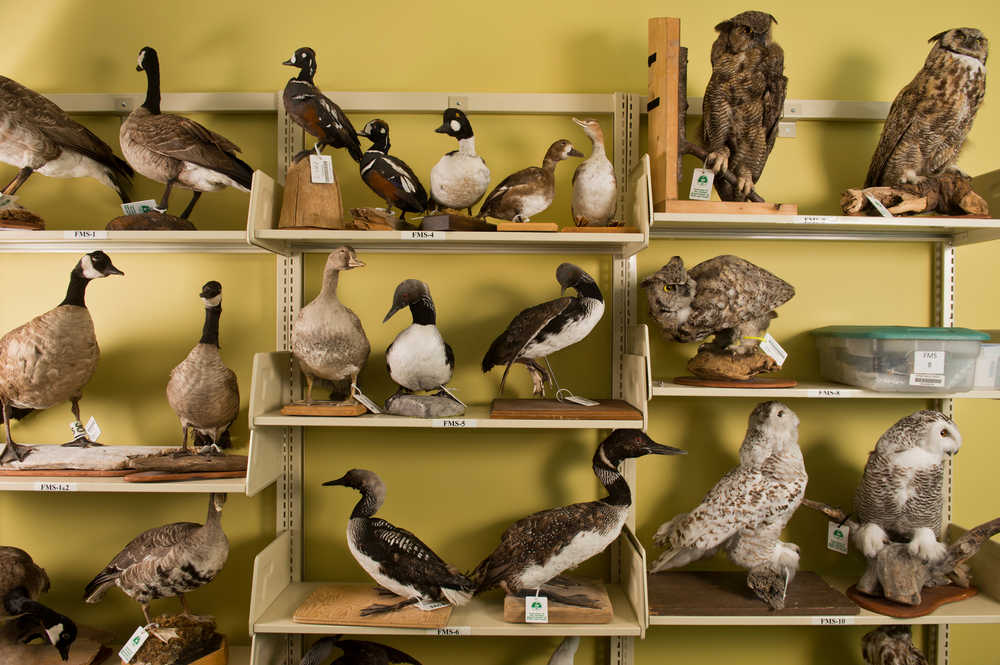 This photo taken Sept. 24 shows mounted geese, owls and waterfowl, part of the furs, mounts and skulls collection, stored inside University of Alaska Anchorage Consortium Library in Anchorage. The collection is housed in a staff-only section of the library, but search the catalog for realia, the library classification for real, 3D objects, and any object can be yours. For two weeks at a time, as long as you have an ARLIS, UAA or Anchorage library card.