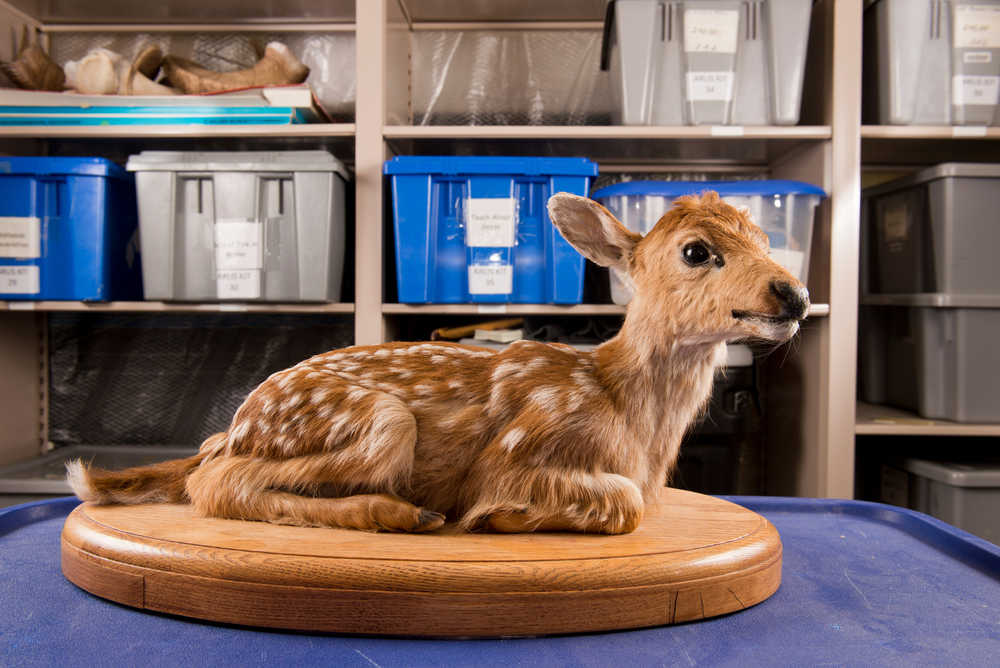 This photo taken Sept. 24, shows a black-tailed deer fawn, one of the few mammal mounts of the furs, mounts and skulls collection, stored inside University of Alaska Anchorage Consortium Library in Anchorage.