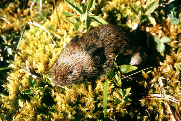 This is what may be the only photograph of a northern bog lemming, a glacial relict species currently being considered for listing under the Endangered Species Act. The lemming lives in mainland Southeast Alaska, and elsewhere in North America, but is rarely seen.
