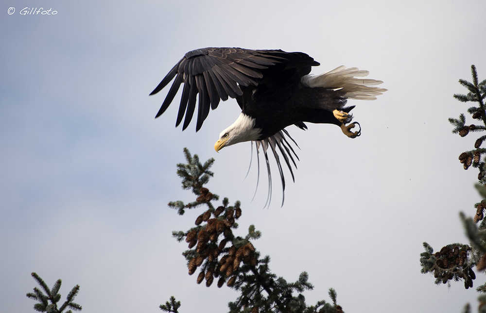 A bald eagle launches from a tree at Point Louisa Oct. 7.