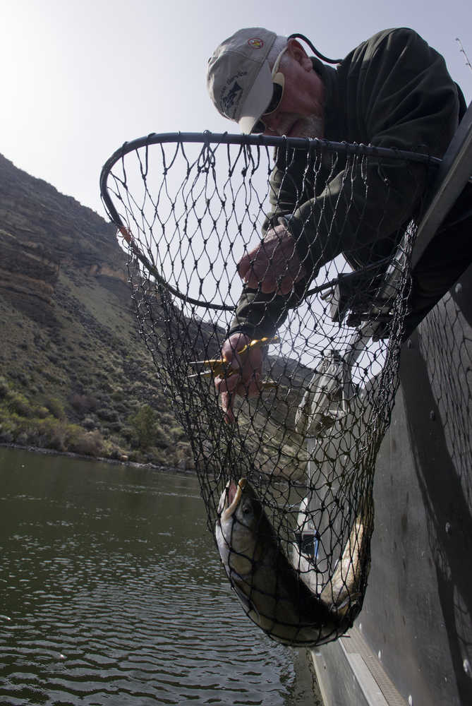 FILE - In this April 4, 2013, file photo, John Garrison works to quickly release a bull trout after it was caught on a chunk of herring while fishing the Deschutes Arm of Lake Billy Chinook near Madras, Ore.  Two conservation groups say a federal plan to bolster bull trout in five Western states falls short and they've filed a 60-day notice of their intention to sue. (Ryan Brennecke/The Bulletin via AP, file) MANDATORY CREDIT