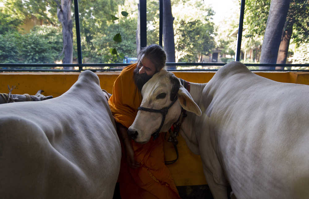 In this Friday photo, a Hindu temple priest Ram Mangal Das caresses a cow at his 'Gaushala' or shelter for cattle, in New Delhi, India. "We should drink cow's milk, not its blood," Das said. "If someone attacks mother cow, or eats it, then this sort of reaction should happen," he said of the killing of a Muslim farmer who was rumored to have slaughtered cows, adding "It is justified."