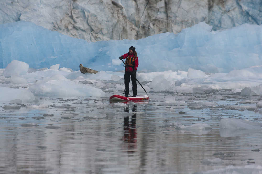 A harbor seal watches as Michelle Eshpeter paddles away from the McBride Glacier in Glacier Bay National Park.