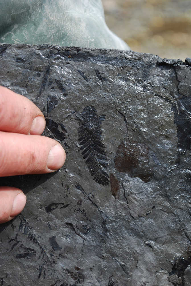 The frond here is a 50 million year old fossil of a metasequoia leaf - an ancestor of the modern redwood tree.