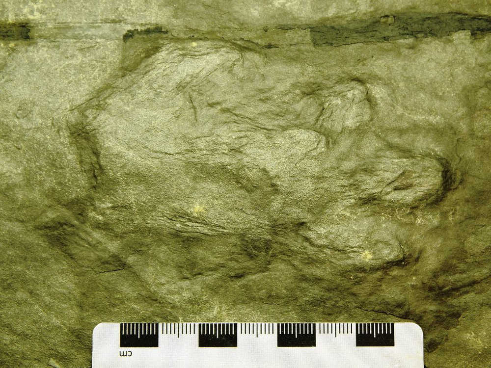 USFS Forest Geologist Jim Baichtal and a team unearthed these perissodactyl tracks near Kake. These fossils are around 50 to 55 million years old, and Baichtal says they're likely the tracks of Hyracotherium, an early ancestor of the horse.