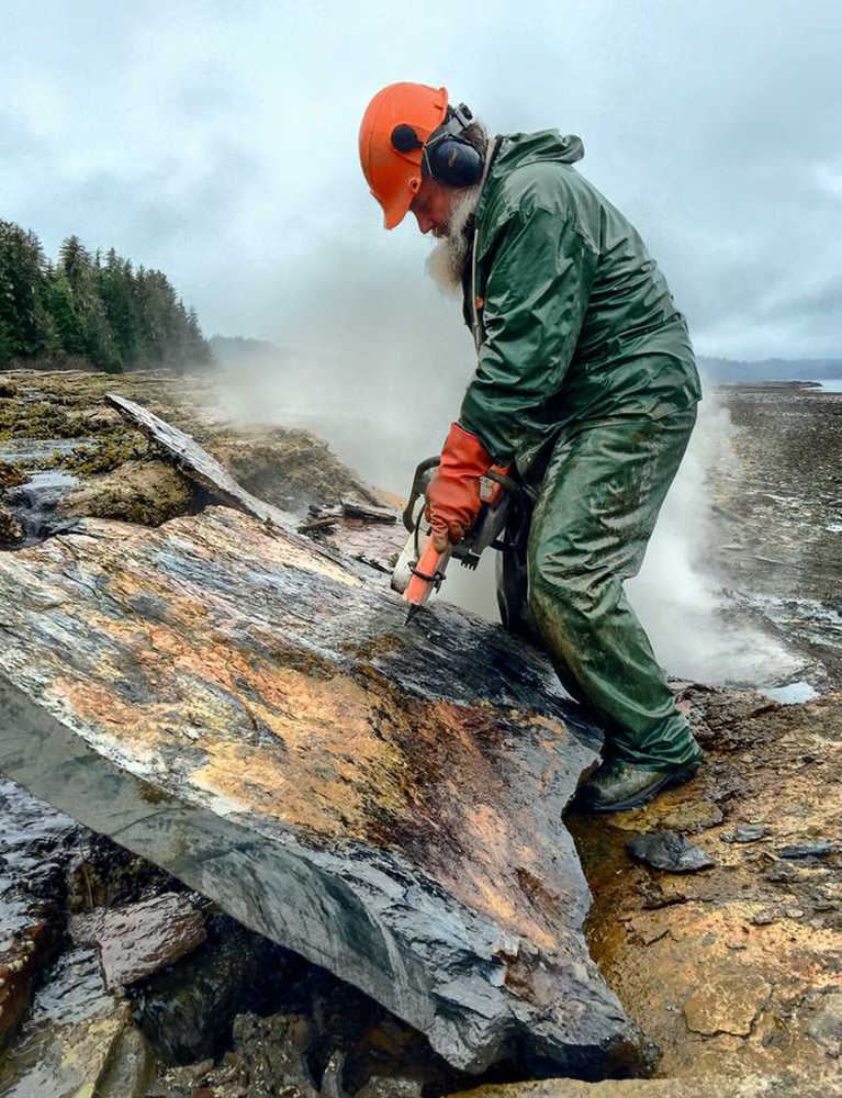 USFS geologist Jim Baichtal saws out a rock slab full of fossils on the shores of a bay near Kake.